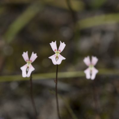 Stylidium calcaratum, photographed by Kym Nicolson