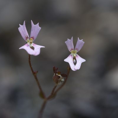 Stylidium calcaratum, photographed by Kym Nicolson