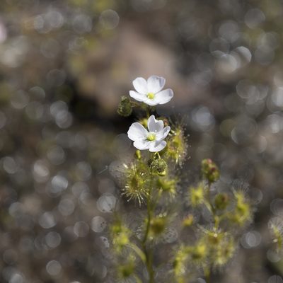 Drosera gunniana, photographed by Kym Nicolson