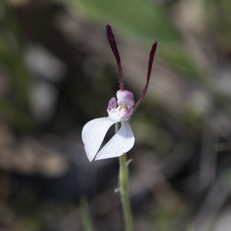 Leptoceras menziesii, photographed by Kym Nicolson