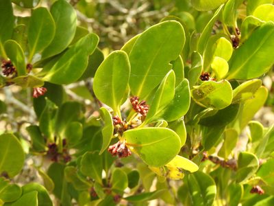 Ceriops australis, photographed by Greg Tasney