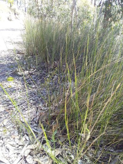 Austrostipa muelleri, photographed by insiderelic