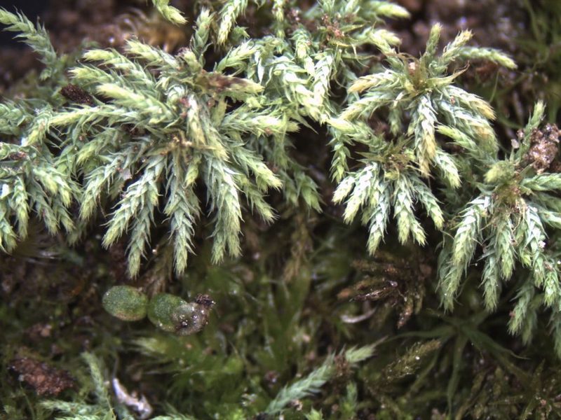 Philonotis scabrifolia, photographed by John Steel