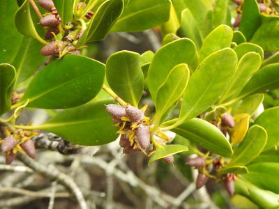 Ceriops australis, photographed by Greg Tasney