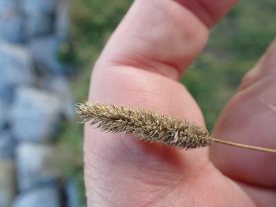 Phleum bertolonii, photographed by Robert H. Wardell