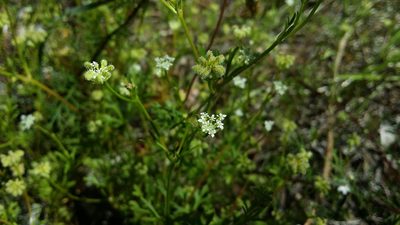 Trachymene pilosa, photographed by Helium Luo