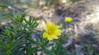 Hibbertia hypericoides, photographed by Helium Luo