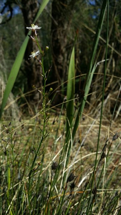 Caesia micrantha, photographed by Helium Luo