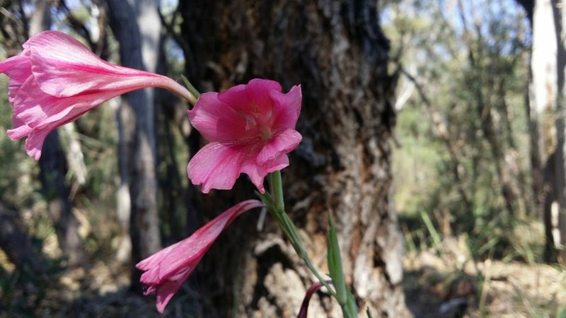 Gladiolus caryophyllaceus, photographed by Helium Luo