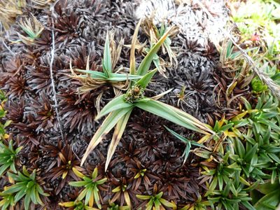 Carex brachycalama, photographed by Fabien Anthelme