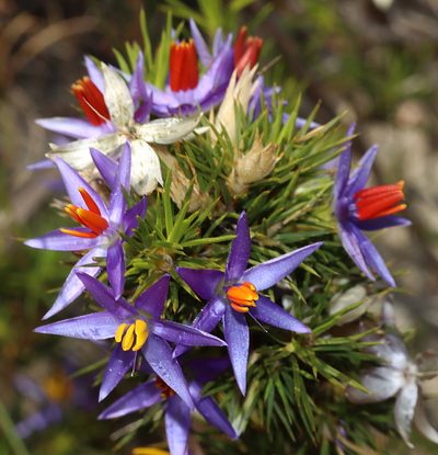 Calectasia narragara, photographed by T. Hammer