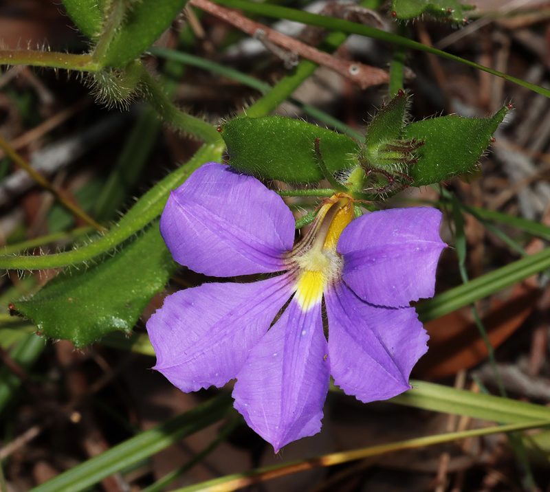 Scaevola calliptera, photographed by T. Hammer