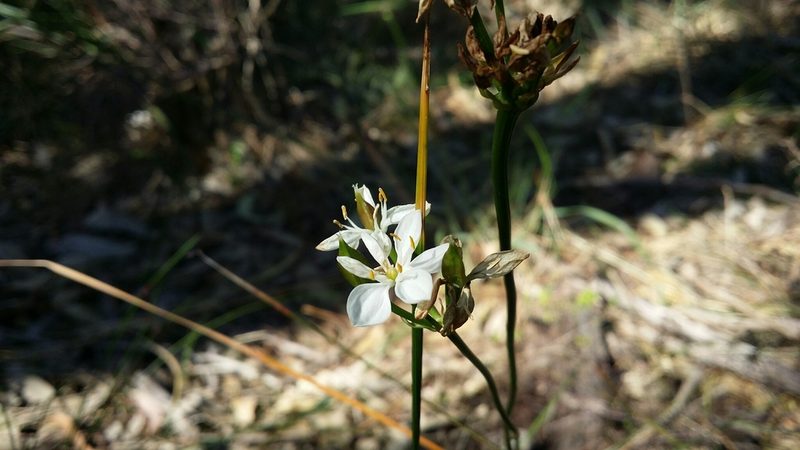 Burchardia congesta, photographed by Helium Luo