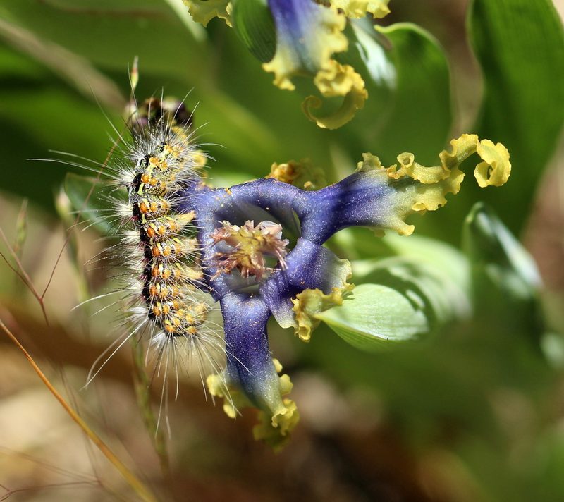 Ferraria uncinata, photographed by Cecile Roux