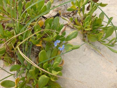 Scaevola calendulacea, photographed by Kiri Bee