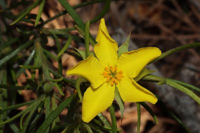Hibbertia huegelii, photographed by T. Hammer
