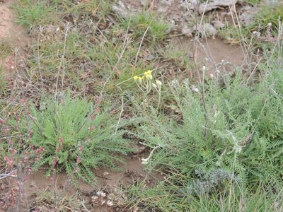 Achillea leptophylla, photographed by Konstantin Grebennikov