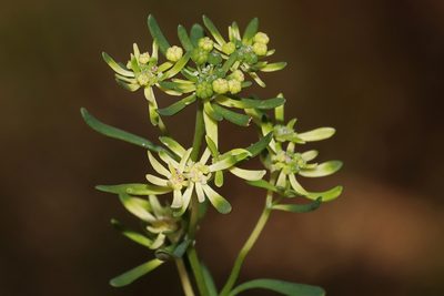 Poranthera huegelii, photographed by T. Hammer