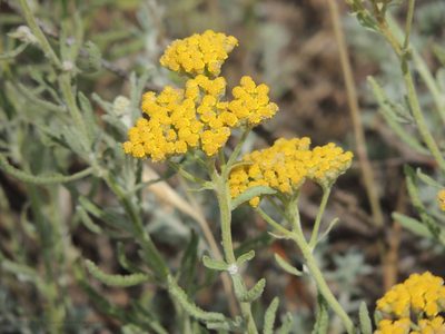 Achillea micrantha, photographed by Konstantin Grebennikov