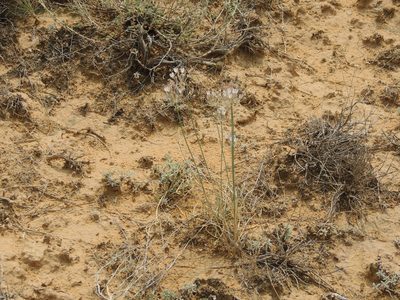 Allium inaequale, photographed by Konstantin Grebennikov