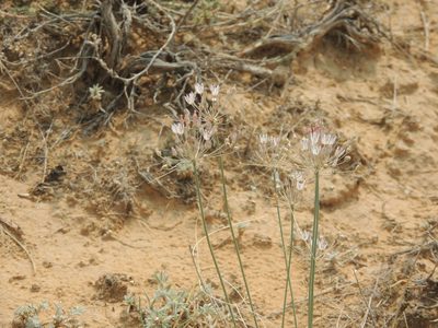 Allium inaequale, photographed by Konstantin Grebennikov