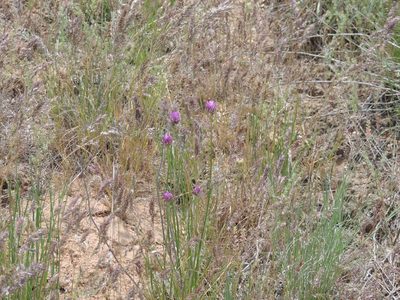 Allium inderiense, photographed by Konstantin Grebennikov