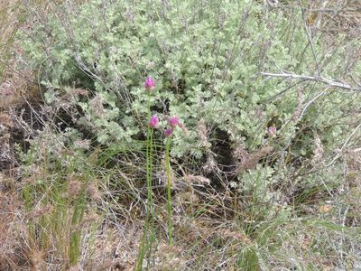 Allium inderiense, photographed by Konstantin Grebennikov