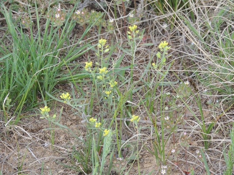 Meniocus linifolius, photographed by Konstantin Grebennikov