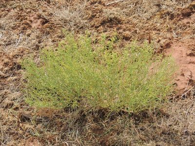 Anabasis aphylla, photographed by Konstantin Grebennikov
