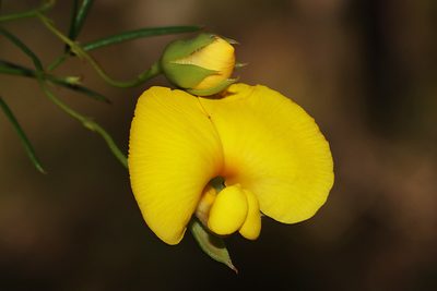 Gompholobium polymorphum, photographed by T. Hammer