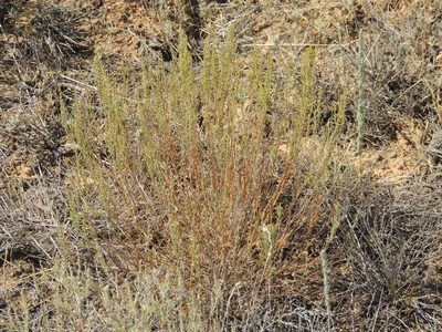 Artemisia pauciflora, photographed by Konstantin Grebennikov