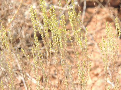 Artemisia pauciflora, photographed by Konstantin Grebennikov