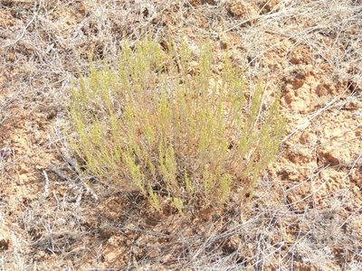 Artemisia pauciflora, photographed by Konstantin Grebennikov