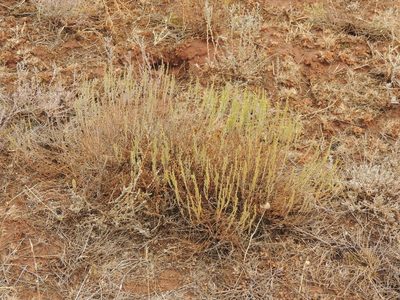 Artemisia pauciflora, photographed by Konstantin Grebennikov