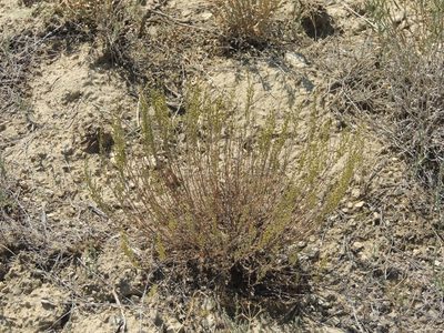 Artemisia pauciflora, photographed by Konstantin Grebennikov