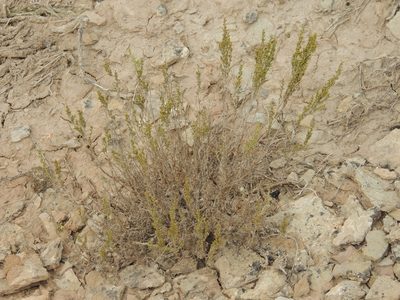 Artemisia pauciflora, photographed by Konstantin Grebennikov