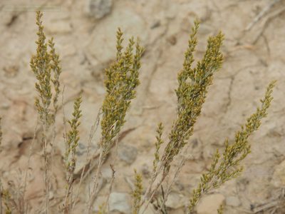 Artemisia pauciflora, photographed by Konstantin Grebennikov