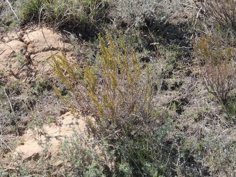 Artemisia pauciflora, photographed by Konstantin Grebennikov