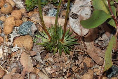 Stylidium scariosum, photographed by T. Hammer