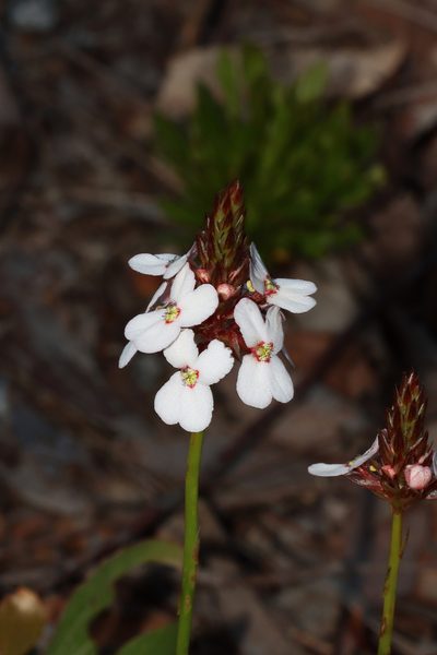 Stylidium scariosum, photographed by T. Hammer