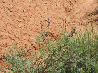 Astragalus brachylobus, photographed by Konstantin Grebennikov