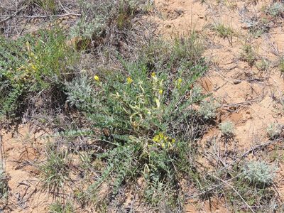 Astragalus longipetalus, photographed by Konstantin Grebennikov