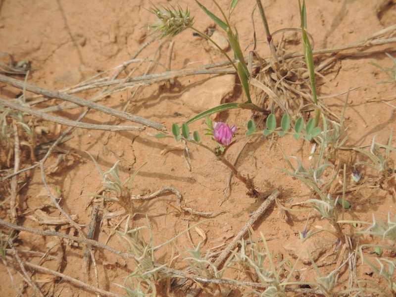 Astragalus oxyglottis, photographed by Konstantin Grebennikov
