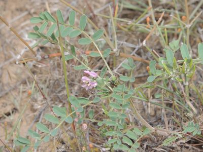 Astragalus oxyglottis, photographed by Konstantin Grebennikov