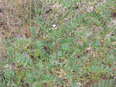 Astragalus oxyglottis, photographed by Konstantin Grebennikov