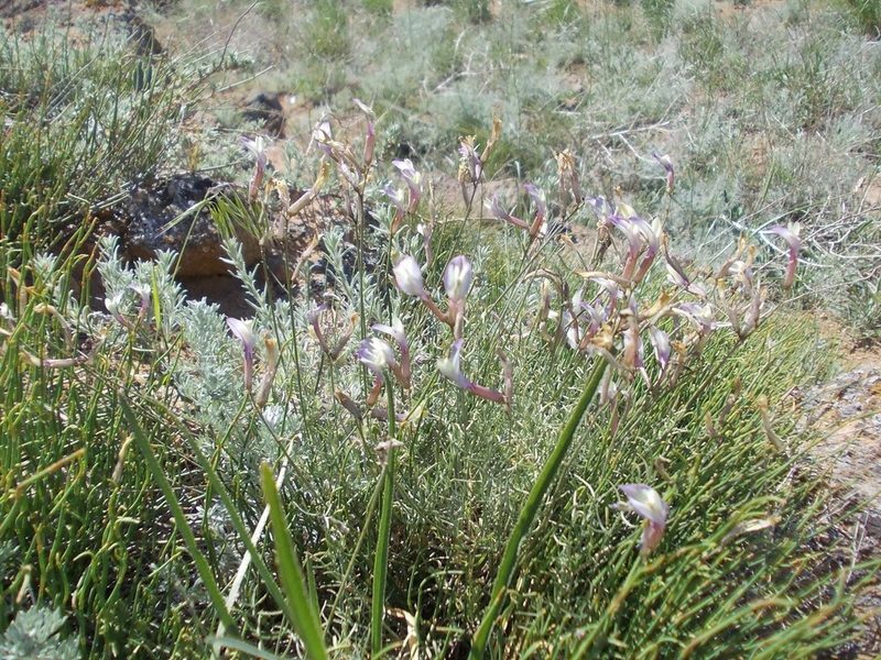 Astragalus pseudotataricus, photographed by Konstantin Grebennikov