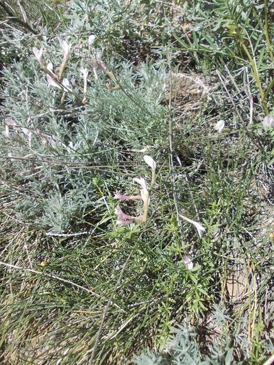 Astragalus pseudotataricus, photographed by Konstantin Grebennikov
