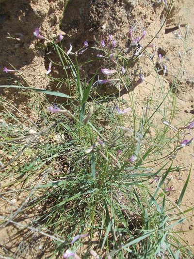 Astragalus pseudotataricus, photographed by Konstantin Grebennikov