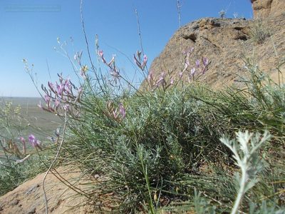 Astragalus skvortsovii, photographed by Konstantin Grebennikov