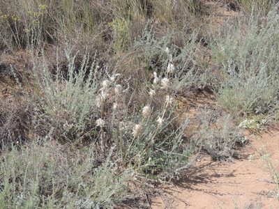Astragalus vulpinus, photographed by Konstantin Grebennikov